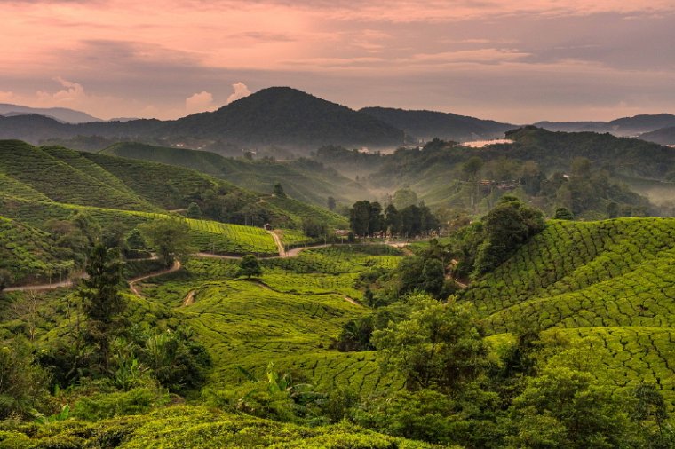 140 Cameron Highlands.jpg